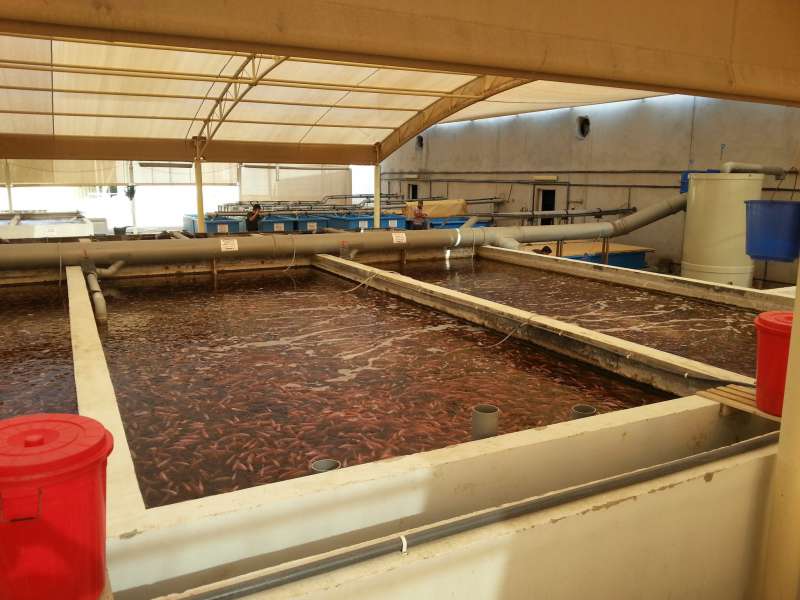 مبانی و روش محاسبه سریع ظرفیت حمل آمونیاکی آب در پرورش ماهیان سردآبی 