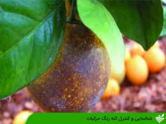 کاربرد های روغن ولک