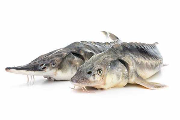 مراکز خرید و فروش عمده ماهی خاویاری