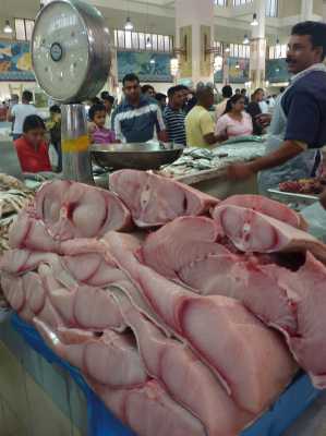 بازار خرید انواع ماهی پرورش و دریایی-  قیمت ماهی خاویاری و انواع لاشه ماهی دریایی
