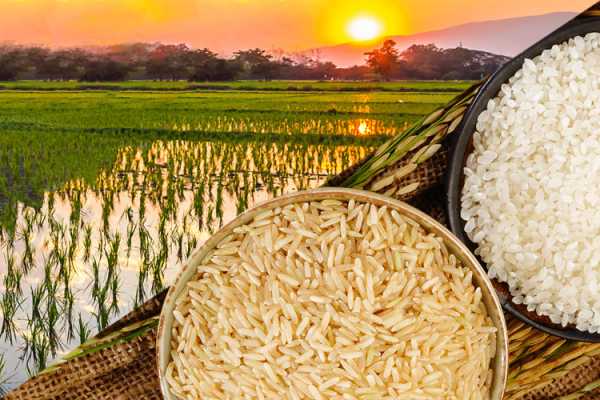 ۵ نکته مهم برای خرید عمده برنج ایرانی