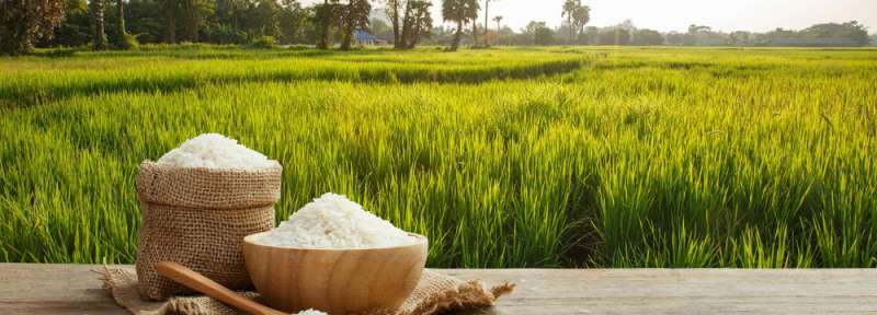 5 نکته مهم برای خرید عمده برنج ایرانی