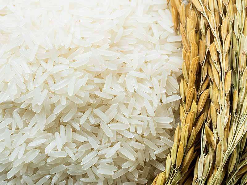 خرید برنج طارم هاشمی| قیمت  و  خرید عمده  از کارخونه 