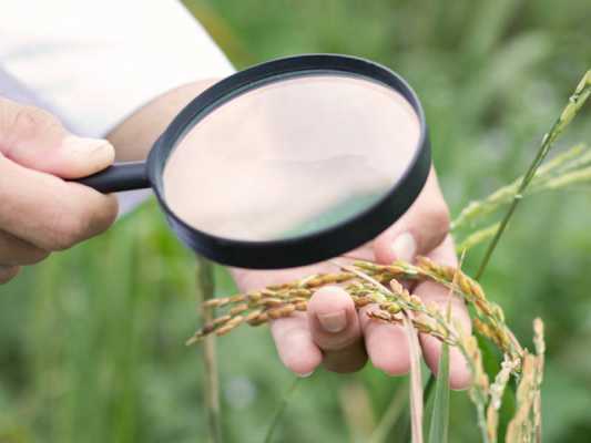 بهترین برنج ایرانی| خرید برنج طارم هاشمی و مشخصات آن