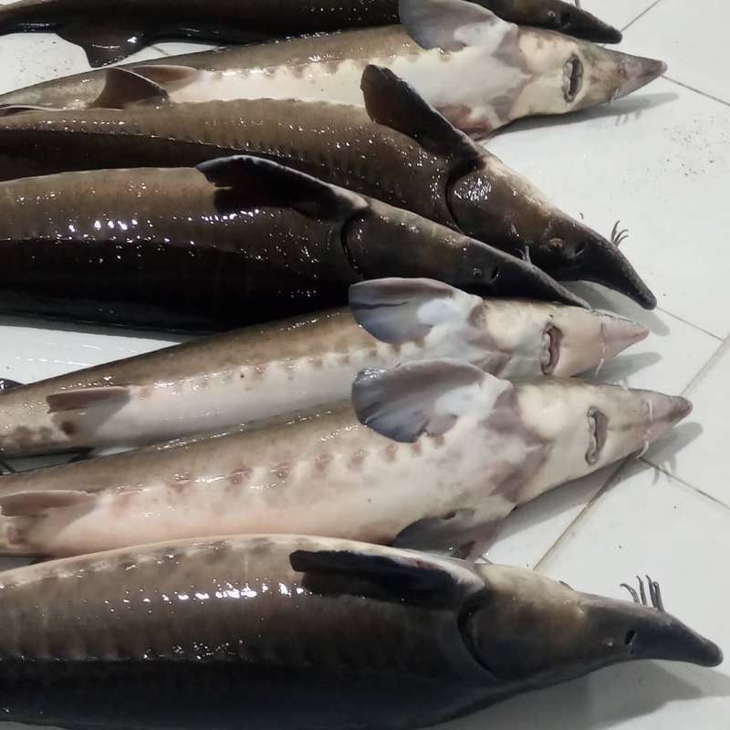 فروش عمده و خرده آبزیان پرورشی و مورد طبخ در مرکز خرید ماهی دریایی و آب شیرین معتبر