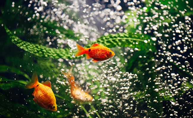 خرید سنگ هوای آکواریوم| قیمت و انواع سنگ هوا